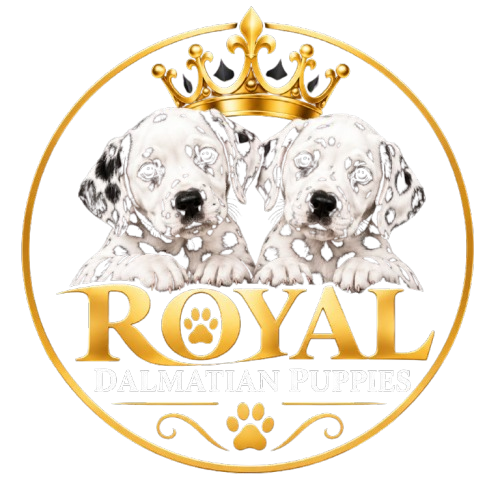 ROYALDALMATIAN PUPPIES