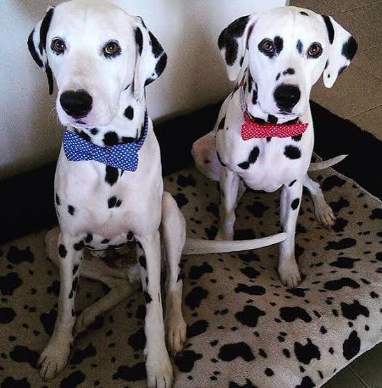 PUPPIES