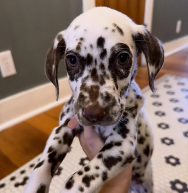 WILSON