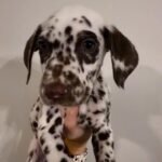 ROYAL DALMATIAN