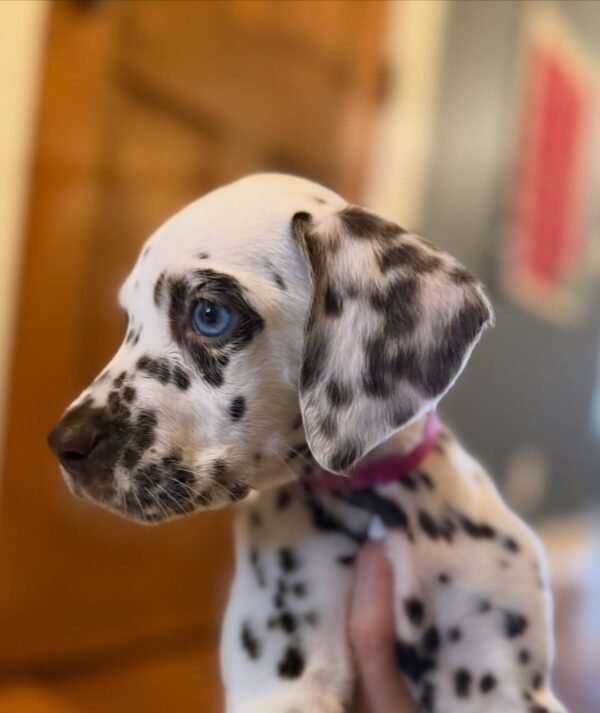 mother_of_dalmatians_-20261014-0019 JUJU