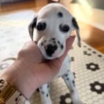 ROYAL DALMATIAN