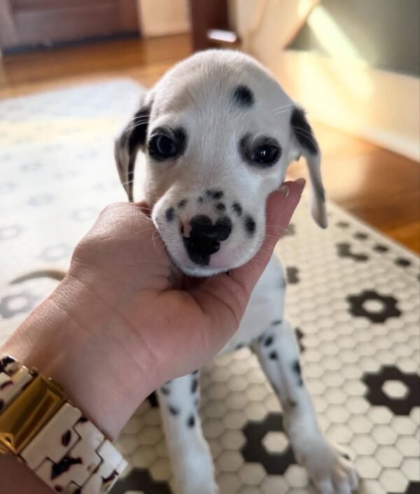 ROYAL DALMATIAN