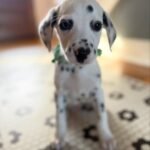 ROYAL DALMATIAN