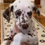 ROYAL DALMATIAN