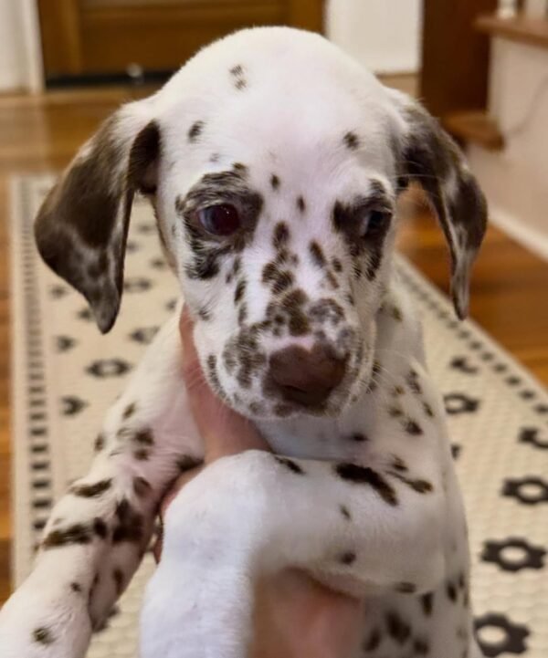 ROYAL DALMATIAN
