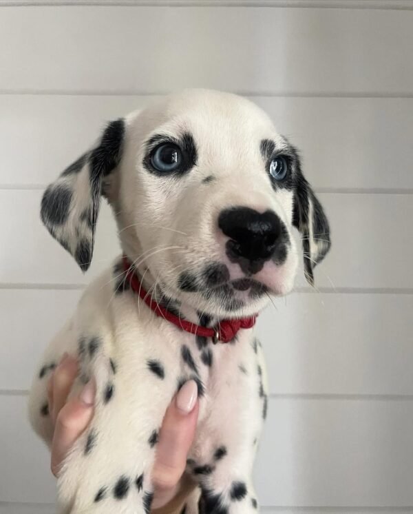 GEORGE